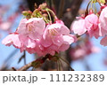 花付きがよく丈夫で鮮やかな陽光桜の花① 111232389