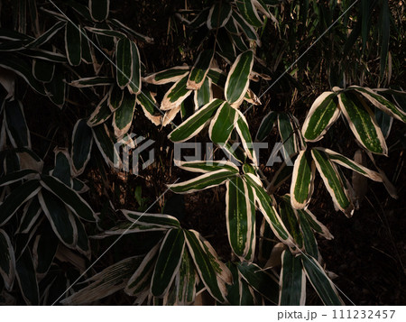 夕暮れの熊笹の葉 111232457