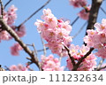 花付きがよく丈夫で鮮やかな陽光桜の花⑦ 111232634