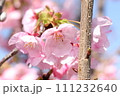 花付きがよく丈夫で鮮やかな陽光桜の花⑥ 111232640