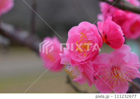 美しいピンクの梅の花 111232677
