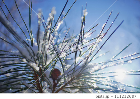 松葉の雪、艶めき煌めき陽射しに解けて雫となる 111232687