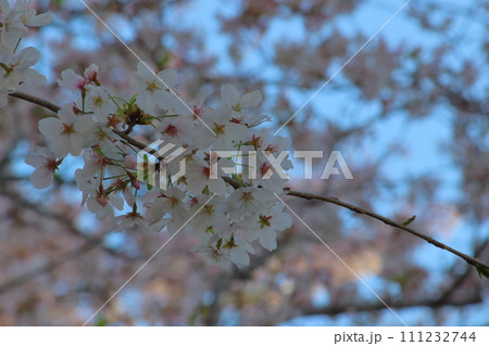 桜咲く 桜咲く 111232744