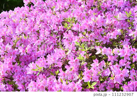 ピンクのツツジ ピンクのツツジ 111232907
