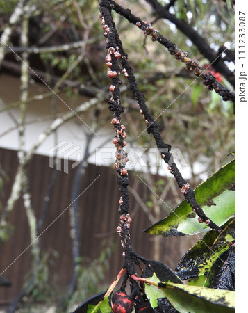 ナナミノキの枝に付着したすす病による黒い汚れ 111233087