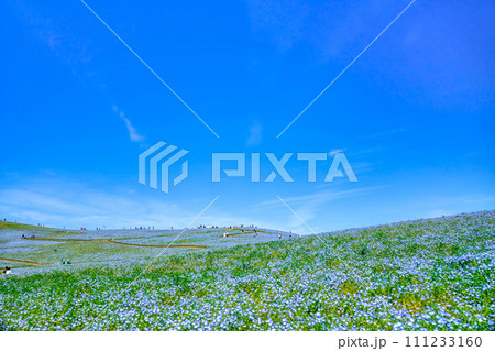 ネモフィラの丘 111233160