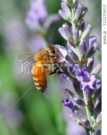 ラベンダーの蜜を吸うミツバチ ラベンダーの蜜を吸うミツバチ 111233413