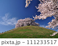 旧跡　さきたま古墳公園の桜 111233517