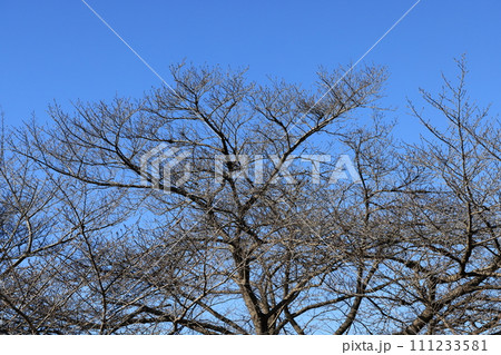 冬枯れの枝垂れ桜の木 冬枯れの枝垂れ桜の木 111233581
