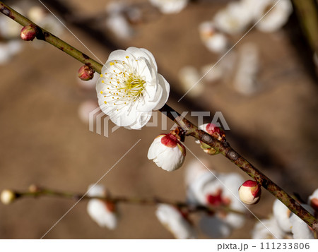 晴れた日に咲く白い花梅【玉牡丹】 111233806