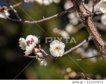 晴れた日に咲く白い花梅【玉牡丹】 111233811