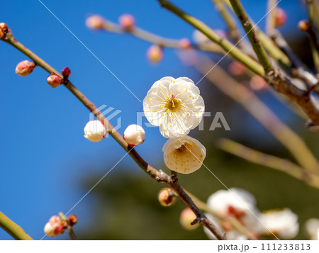晴れた日に咲く白い花梅【玉牡丹】 111233813