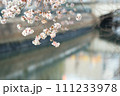 さくら 111233978