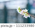 さくら 111233980