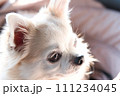 チワワ 111234045