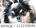 チワワ 111234046