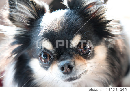 チワワ チワワ 111234046