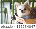チワワ 111234047