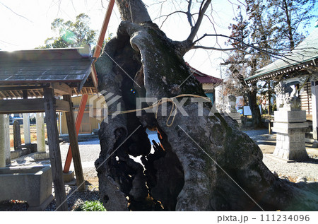 埼玉県深谷市のパワースポット 永田八幡神社の大ケヤキ 埼玉県深谷市のパワースポット 永田八幡神社の大ケヤキ 111234096