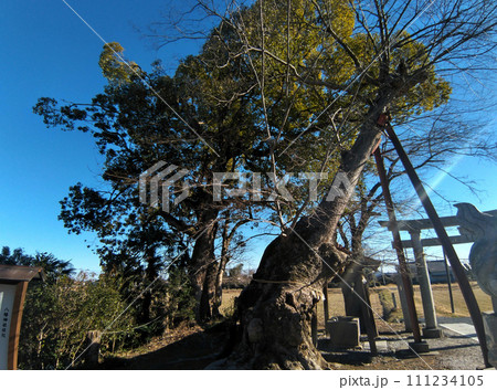 埼玉県深谷市のパワースポット 永田八幡神社の大ケヤキ 埼玉県深谷市のパワースポット 永田八幡神社の大ケヤキ 111234105