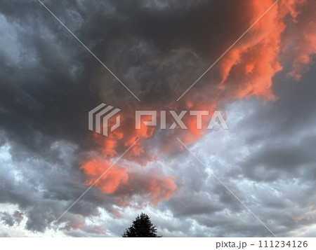 夕暮れ空に、夕陽に染まる多めの雲(樹)/The sky 夕暮れ空に、夕陽に染まる多めの雲(樹)/The sky 111234126