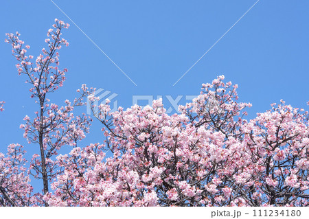 早春の熱海桜 111234180