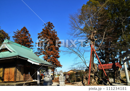 埼玉県深谷市のパワースポット 永田八幡神社の大ケヤキ 埼玉県深谷市のパワースポット 永田八幡神社の大ケヤキ 111234181