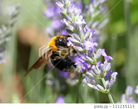 ラベンダーの蜜を吸うクマバチ ラベンダーの蜜を吸うクマバチ 111235113
