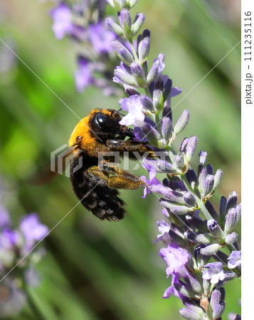 ラベンダーの蜜を吸うクマバチ 111235116