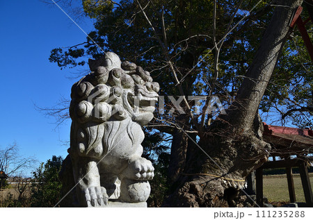 埼玉県深谷市のパワースポット　永田八幡神社の大ケヤキ 111235288