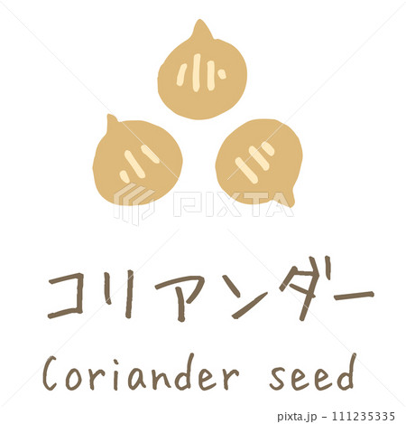 コリアンダー　Coriander seed　イラスト 111235335