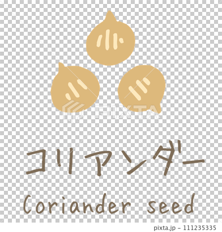 Coriander seed illustration 111235335