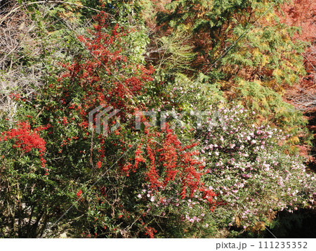岩屋城址への登山道の風景　福岡県太宰府市観世音寺 111235352