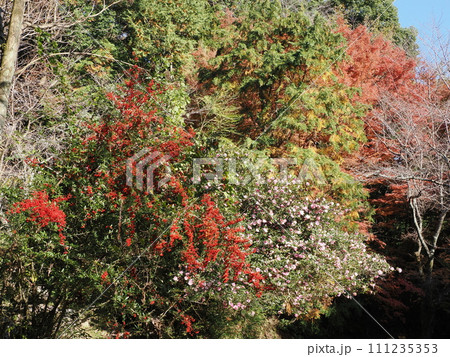 岩屋城址への登山道の風景　福岡県太宰府市観世音寺 111235353