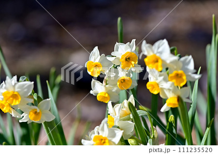 白い水仙 111235520