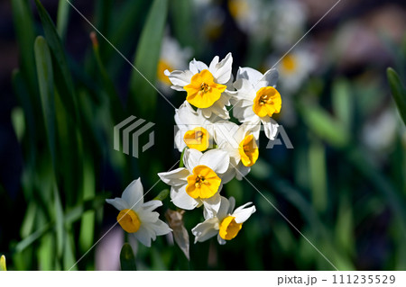 白い水仙 111235529