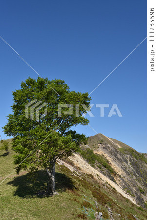 中倉山と沢入山、孤高のブナに出会う栃木県 中倉山と沢入山、孤高のブナに出会う栃木県 111235596