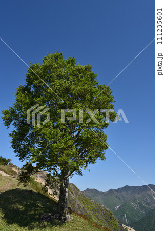 中倉山と沢入山、孤高のブナに出会う栃木県 111235601