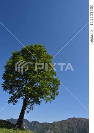 中倉山と沢入山、孤高のブナに出会う栃木県 中倉山と沢入山、孤高のブナに出会う栃木県 111235606