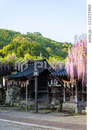 境内風景 薫り高く春風に揺れる美しい藤の花「黒木の大藤 素盞嗚(すさのお)神社」福岡県八女市黒木町 境内風景 薫り高く春風に揺れる美しい藤の花「黒木の大藤 素盞嗚(すさのお)神社」福岡県八女市黒木町 111235960
