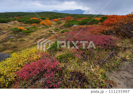 白山平瀬道からの紅葉 111235997