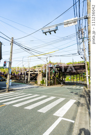 周辺道路 薫り高く春風に揺れる美しい藤の花「黒木の大藤 素盞嗚(すさのお)神社」福岡県八女市黒木町 周辺道路 薫り高く春風に揺れる美しい藤の花「黒木の大藤 素盞嗚(すさのお)神社」福岡県八女市黒木町 111236042
