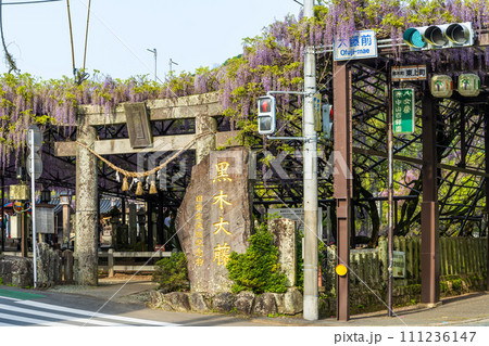 出入口風景　薫り高く春風に揺れる美しい藤の花「黒木の大藤 素盞嗚（すさのお）神社」福岡県八女市黒木町 111236147