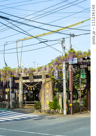 出入口風景　薫り高く春風に揺れる美しい藤の花「黒木の大藤 素盞嗚（すさのお）神社」福岡県八女市黒木町 111236148