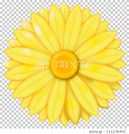 sunflower isolated on white 111236442