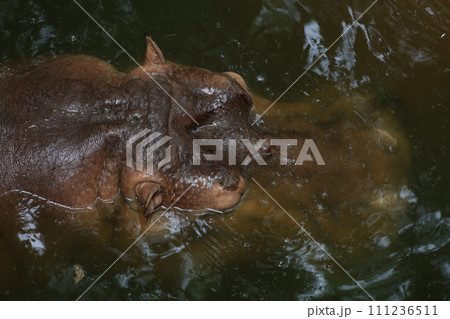 Close up head The Big hippopotamus is float in river 111236511