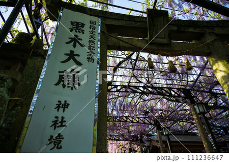 境内風景 薫り高く春風に揺れる美しい藤の花「黒木の大藤 素盞嗚(すさのお)神社」福岡県八女市黒木町 境内風景 薫り高く春風に揺れる美しい藤の花「黒木の大藤 素盞嗚(すさのお)神社」福岡県八女市黒木町 111236647