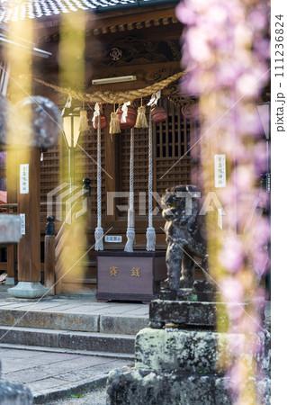 境内風景 薫り高く春風に揺れる美しい藤の花「黒木の大藤 素盞嗚(すさのお)神社」福岡県八女市黒木町 境内風景 薫り高く春風に揺れる美しい藤の花「黒木の大藤 素盞嗚(すさのお)神社」福岡県八女市黒木町 111236824