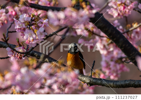 桜の枝にとまるジョウビタキ 111237027