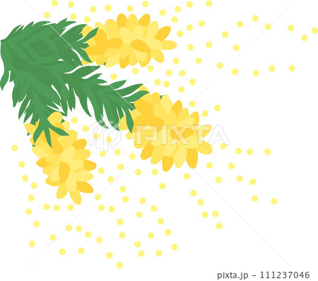 スギ花粉_花粉を撒き散らす杉の花_3房 111237046